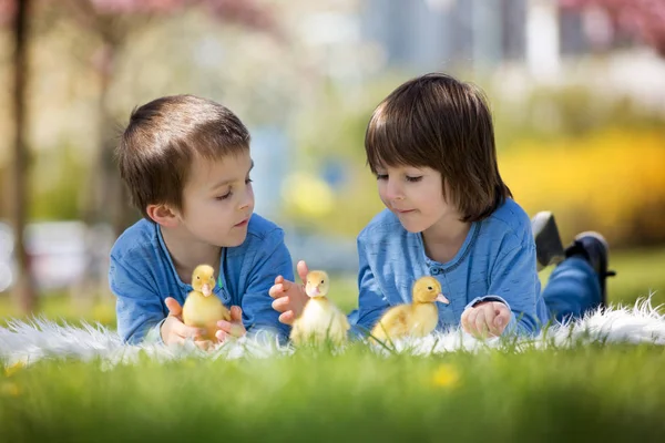 Cute little children, boy brothers, playing with ducklings sprin — Stock Photo, Image