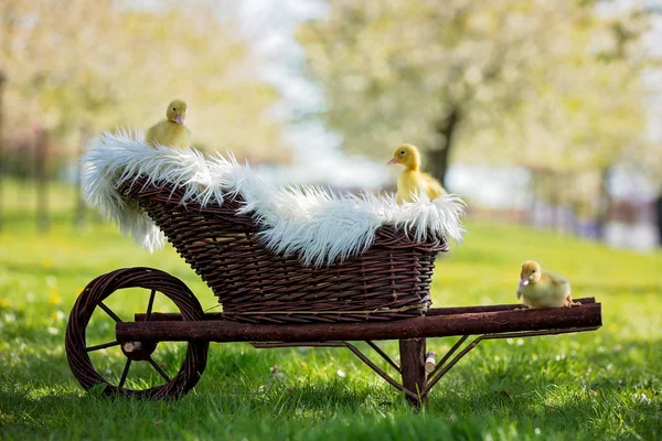 Üç küçük ördek yavrusu bir cartrage, açık havada resim — Stok fotoğraf