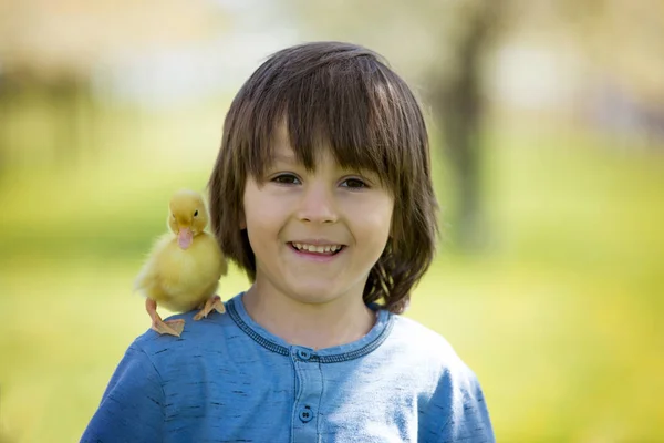 Милый маленький мальчик с утятами весна, играть вместе — стоковое фото
