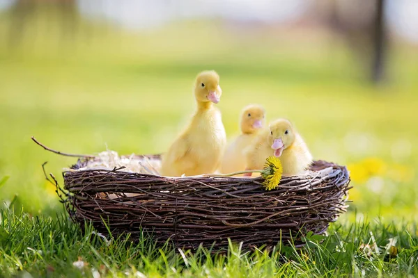 Drie kleine eendjes in een nest, beeld buiten in het park — Stockfoto