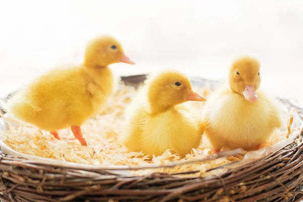Üç küçük ördek yavrusu bir yuva, izole görüntü — Stok fotoğraf
