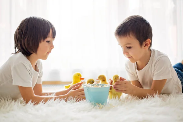 Petits enfants mignons, garçons frères, jouer avec le printemps canard — Photo