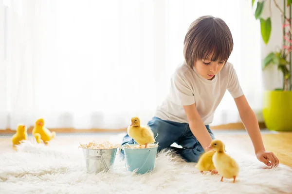 Cute little boy with duckling springtime, playing together — Stock Photo, Image