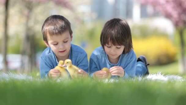 Bambini piccoli e carini, fratelli maschi, giocare con gli anatroccoli primavera, insieme, piccolo amico, felicità infantile — Video Stock