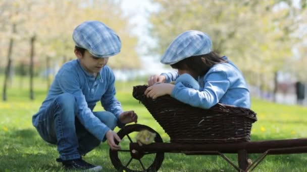 Lindos niños pequeños, hermanos varones, jugando con patitos primavera, juntos, amiguito, felicidad de la infancia — Vídeos de Stock