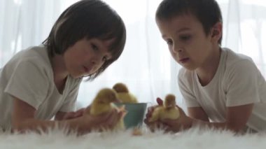 Şirin küçük çocuklar, erkek kardeşler, ördek yavrularıyla bahar zamanı oynuyorlar, birlikte, küçük arkadaş, çocukluk mutluluğu.