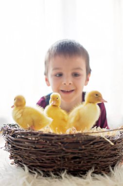 Ördek yavrusu ilkbahar, birlikte oynama ile şirin küçük çocuk