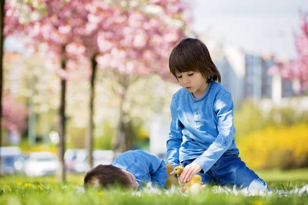 Petits enfants mignons, garçons frères, jouer avec des canetons sprin — Photo