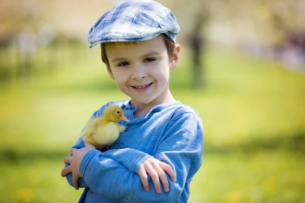 Cute little boy with ducklings springtime, playing together — Stock Photo, Image