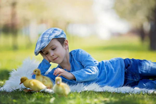 Menino bonito com patinhos primavera, brincando juntos — Fotografia de Stock