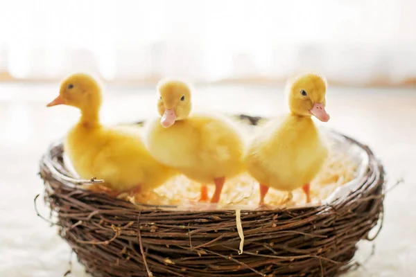 Üç küçük ördek yavrusu bir yuva, izole görüntü — Stok fotoğraf