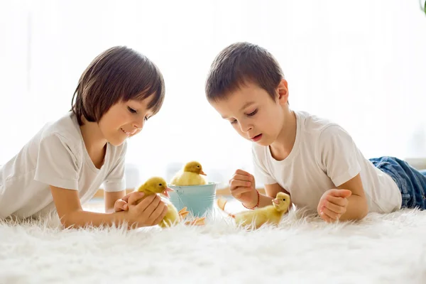 Ładny mały dzieci, chłopak braci, grając z kaczątka sterow — Zdjęcie stockowe