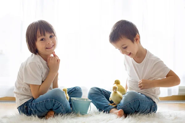Carini i bambini piccoli, ragazzi fratelli, giocando con gli anatroccoli sprin — Foto Stock