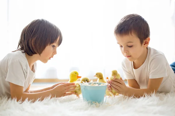 Söta små barn, pojke bröder, leker med ankungar våren — Stockfoto