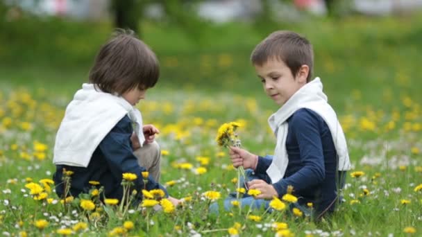 Lieve kinderen, jongens, verzamelen van paardebloemen en madeliefjebloemen in een veld voorjaar — Stockvideo