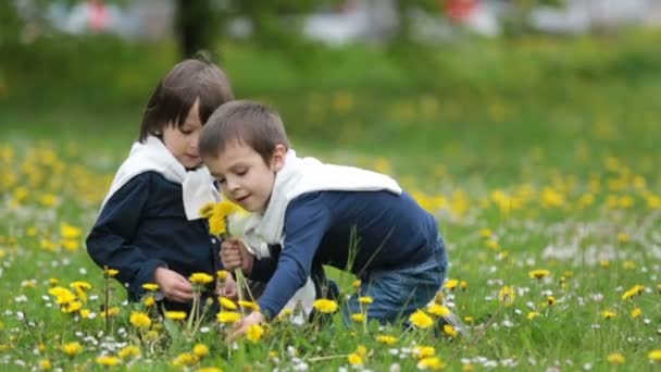 Sweet children, boys, gathering dandelions and daisy flowers in a spring field — Stock Video