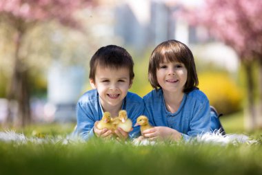Sevimli küçük çocuklar ducklings sprin ile oynarken, erkek kardeşler,