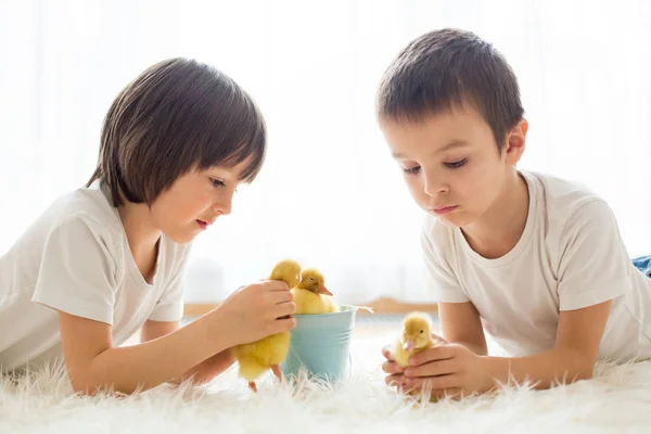 Filhinhos bonitos, meninos irmãos, brincando com patinhos sprin — Fotografia de Stock