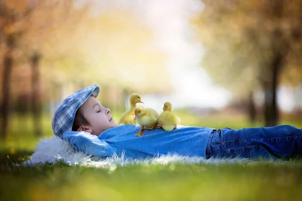 Cute little boy with ducklings springtime, playing together — Stock Photo, Image