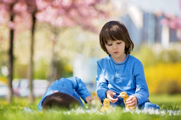 Sevimli küçük çocuklar ducklings sprin ile oynarken, erkek kardeşler, — Stok fotoğraf