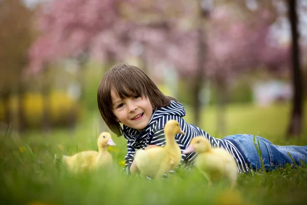 Cute sweet child, boy, playing in the park with ducklings — Stock Photo, Image