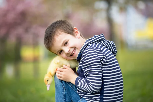 Carino dolce bambino, ragazzo, giocare nel parco con gli anatroccoli — Foto Stock