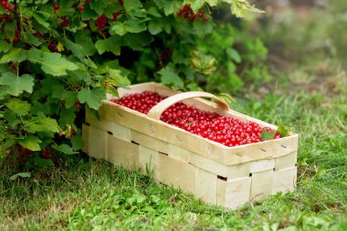 Sepet taze hasat kırmızı kuş üzümü dolu