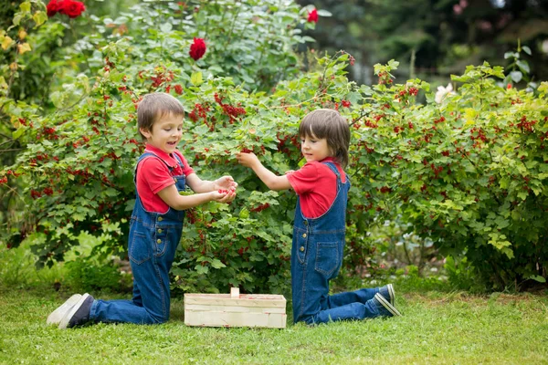 Due ragazzi dolci, raccogliendo ribes rosso dal loro giardino di casa — Foto Stock