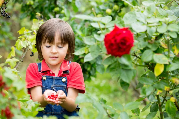 Adorable niño, sosteniendo grosellas rojas en un jardín —  Fotos de Stock