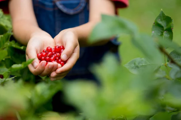 Adorabile bambino, che tiene il ribes rosso in un giardino — Foto Stock