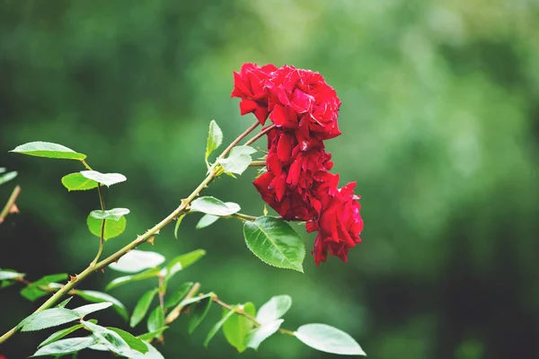 Красные розы на ливень в саду, летом — стоковое фото