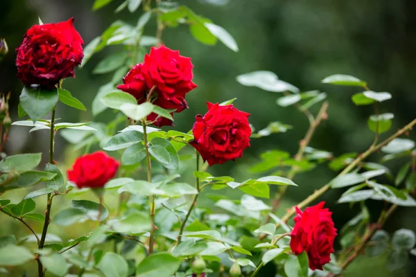 Las rosas rojas sobre el chorro en el jardín, el verano —  Fotos de Stock