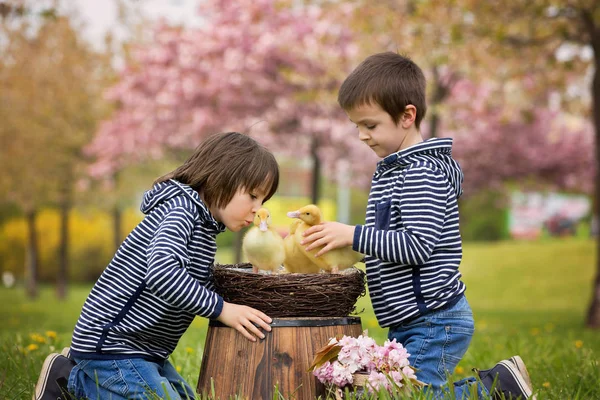 Due dolci bambini, ragazzi, che giocano nel parco con gli anatroccoli — Foto Stock