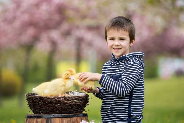 Cute sweet child, boy, playing in the park with ducklings — Stock Photo, Image