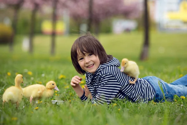 Bonito doce criança, menino, brincando no parque com patinhos — Fotografia de Stock