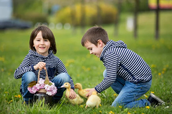 Two sweet children, boys, playing in the park with ducklings — Stock Photo, Image