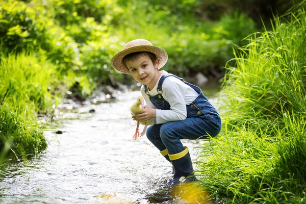Sweet child, playing on little river with ducklings — Stock Photo, Image