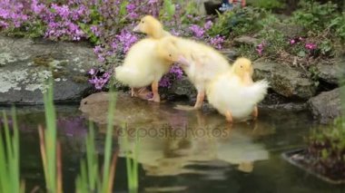 Çiçekler, onlarla oynayan küçük çocuk bir gölet üzerinde üç küçük ördek yavrusu