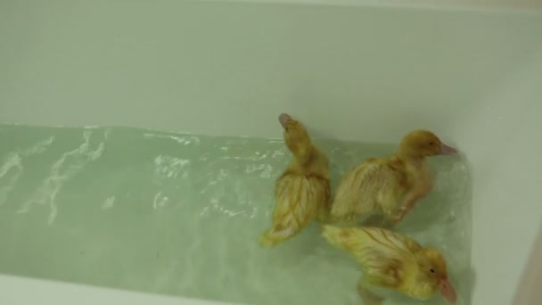Drei kleine Entchen, die in einer Badewanne schwimmen — Stockvideo