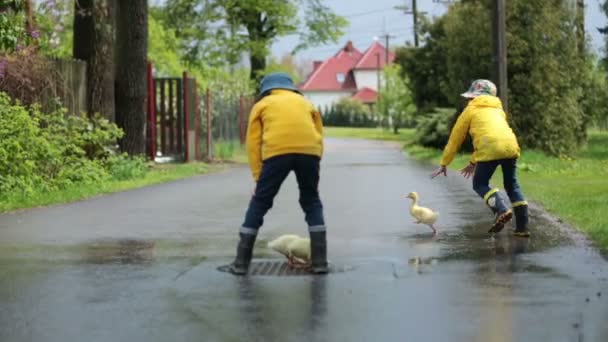 Szép gyerek, játszó kis kiskacsák az esőben, nyáron — Stock videók