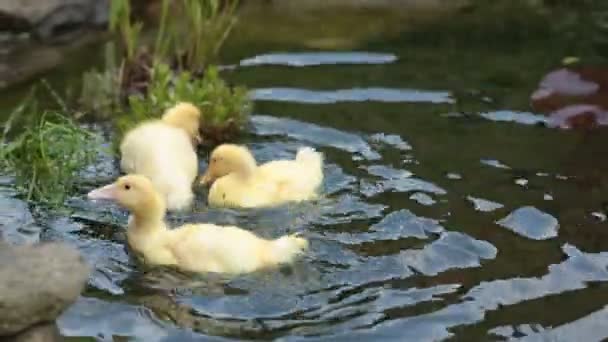 Tre små ankungar på en damm med blommor, små barn leker med dem. — Stockvideo