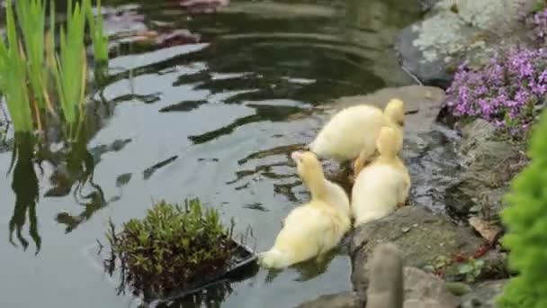 Três patinhos numa lagoa com flores, uma criança a brincar com eles. — Vídeo de Stock