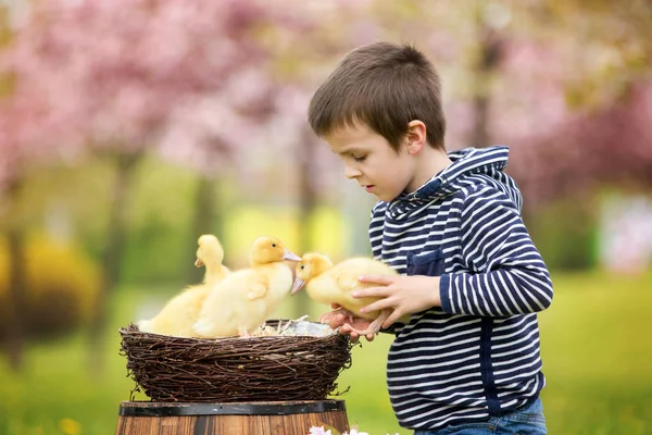 Bonito doce criança, menino, brincando no parque com patinhos — Fotografia de Stock