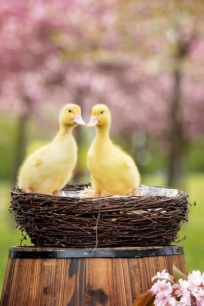 Üç küçük ördek yavrusu bir yuvaya bir bahar Parkı — Stok fotoğraf