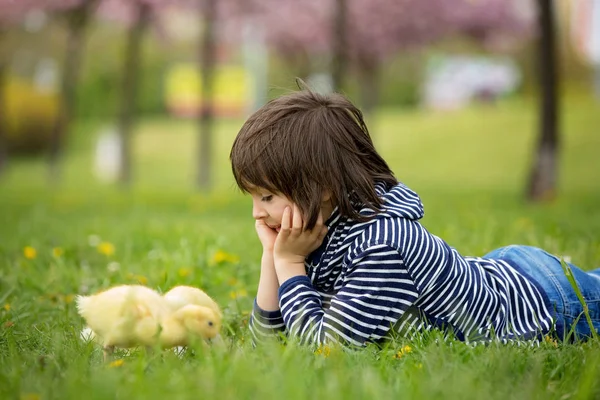 Милый милый ребенок, мальчик, играет в парке с утятами — стоковое фото