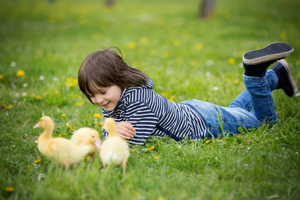 Милый милый ребенок, мальчик, играет в парке с утятами — стоковое фото
