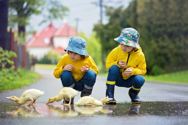 Güzel çocuk, yağmur altında küçük ördek yavrusu ile oyun — Stok fotoğraf
