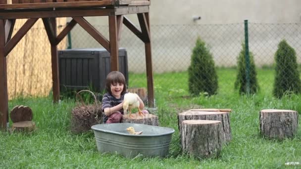 Lindo niño, jugando con patos en el patio trasero, divirtiéndose. Concepto de felicidad infantil — Vídeos de Stock