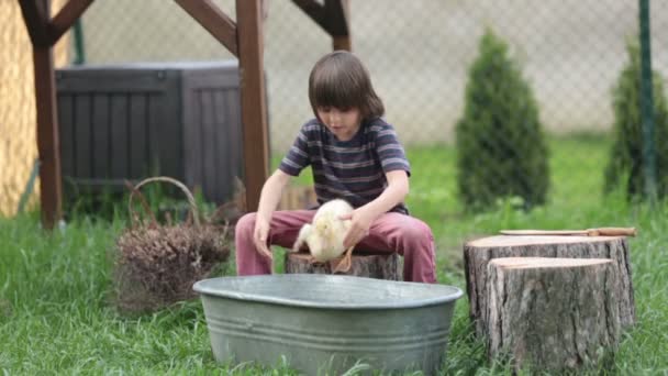 Милый ребенок, играет с утятами на заднем дворе, веселится. Концепция детского счастья — стоковое видео