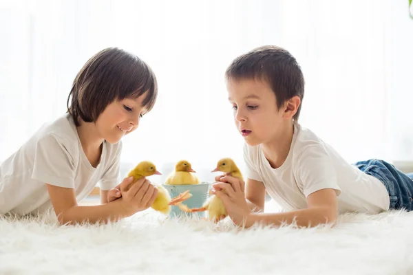 Sevimli küçük çocuklar ducklings sprin ile oynarken, erkek kardeşler, — Stok fotoğraf